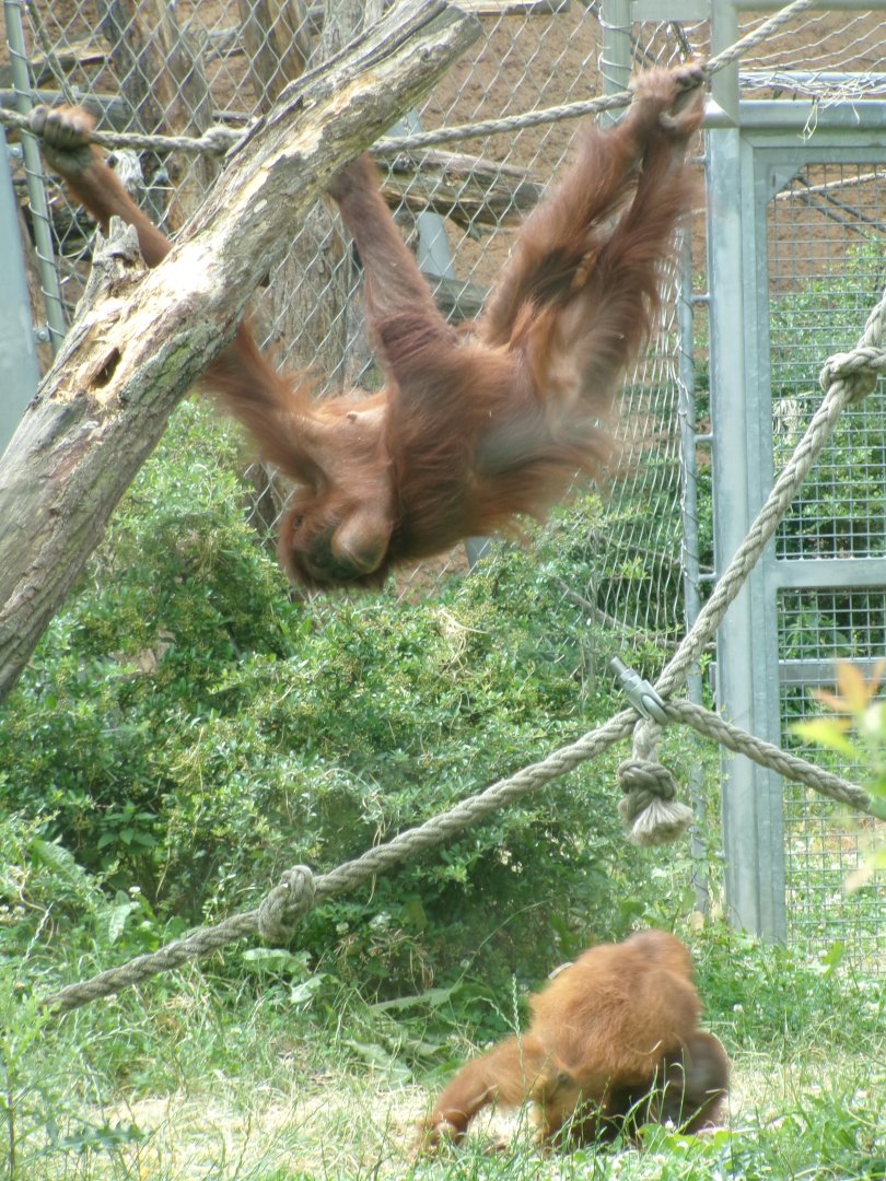 Sumatran orangutans