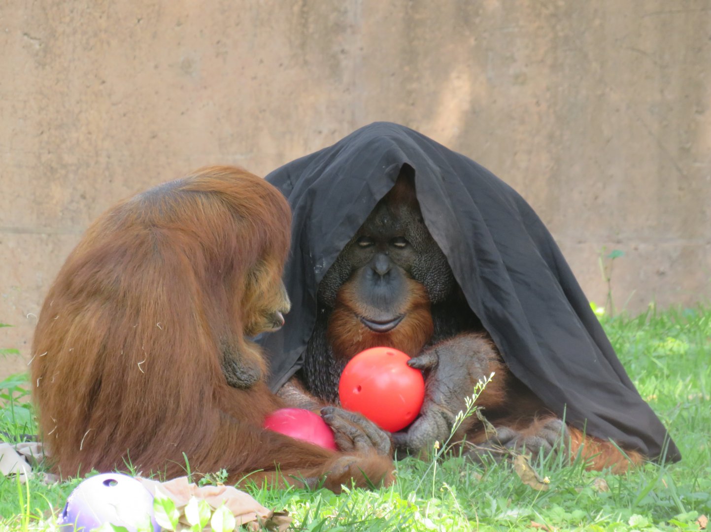 Sumatran orangutans