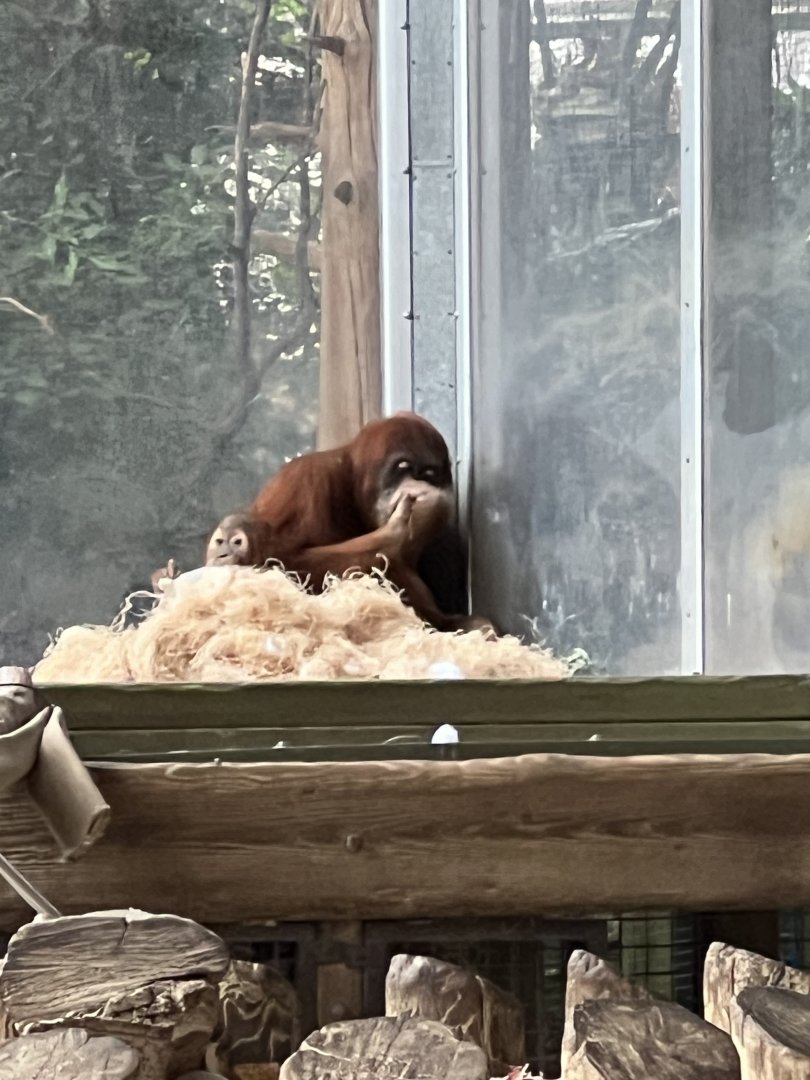 Sumatran Orangutans