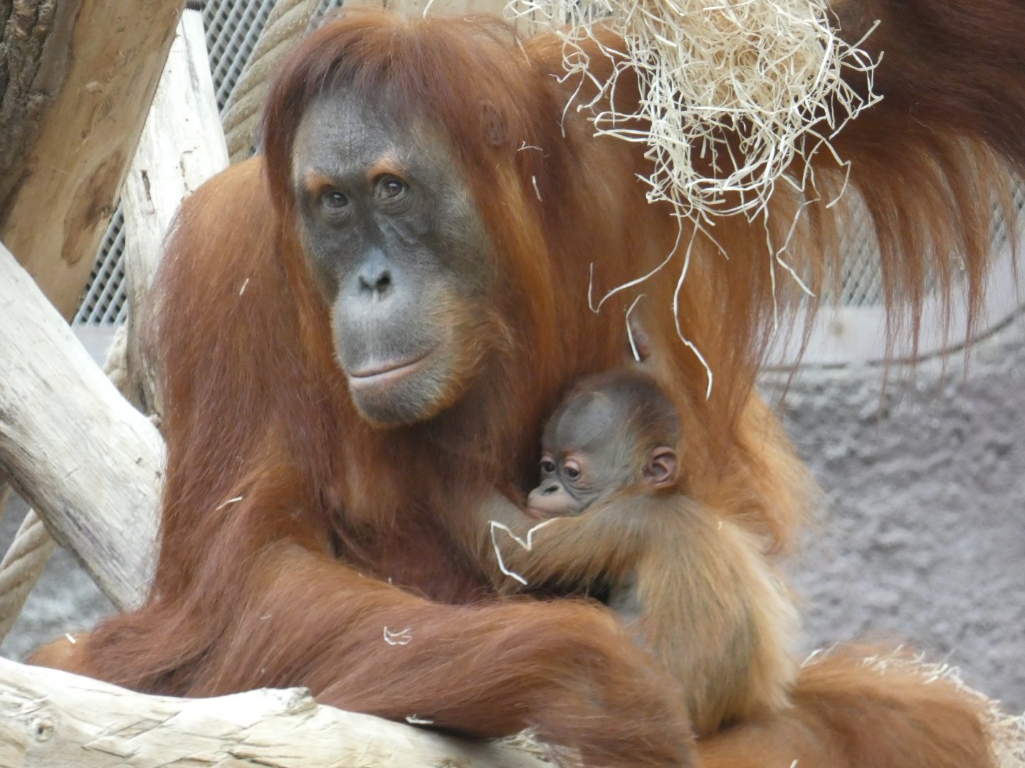 Sumatran orangutans
