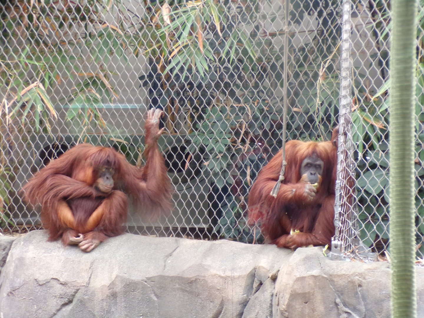 Sumatran orangutans