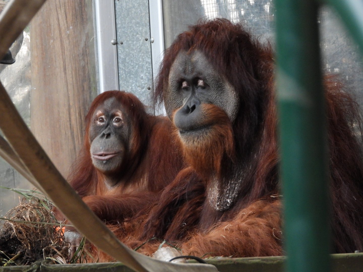 Sumatran orangutans