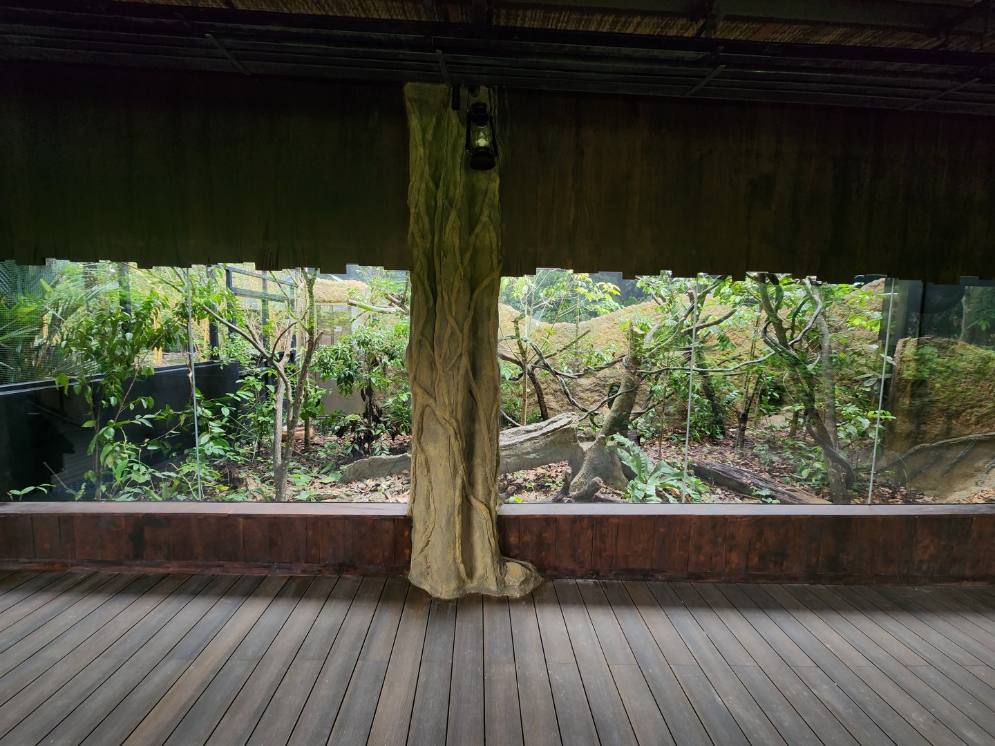 Sumatran Palm Civet exhibit- Pangolin Trail
