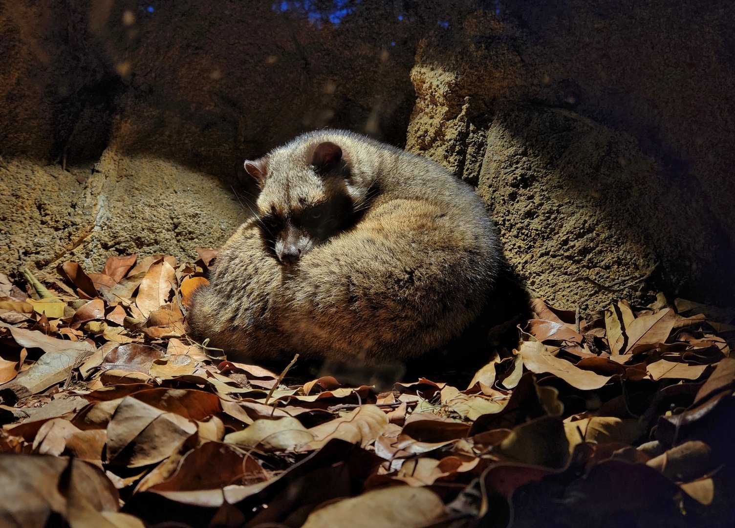 Sumatran Palm Civet (Paradoxurus musangus)