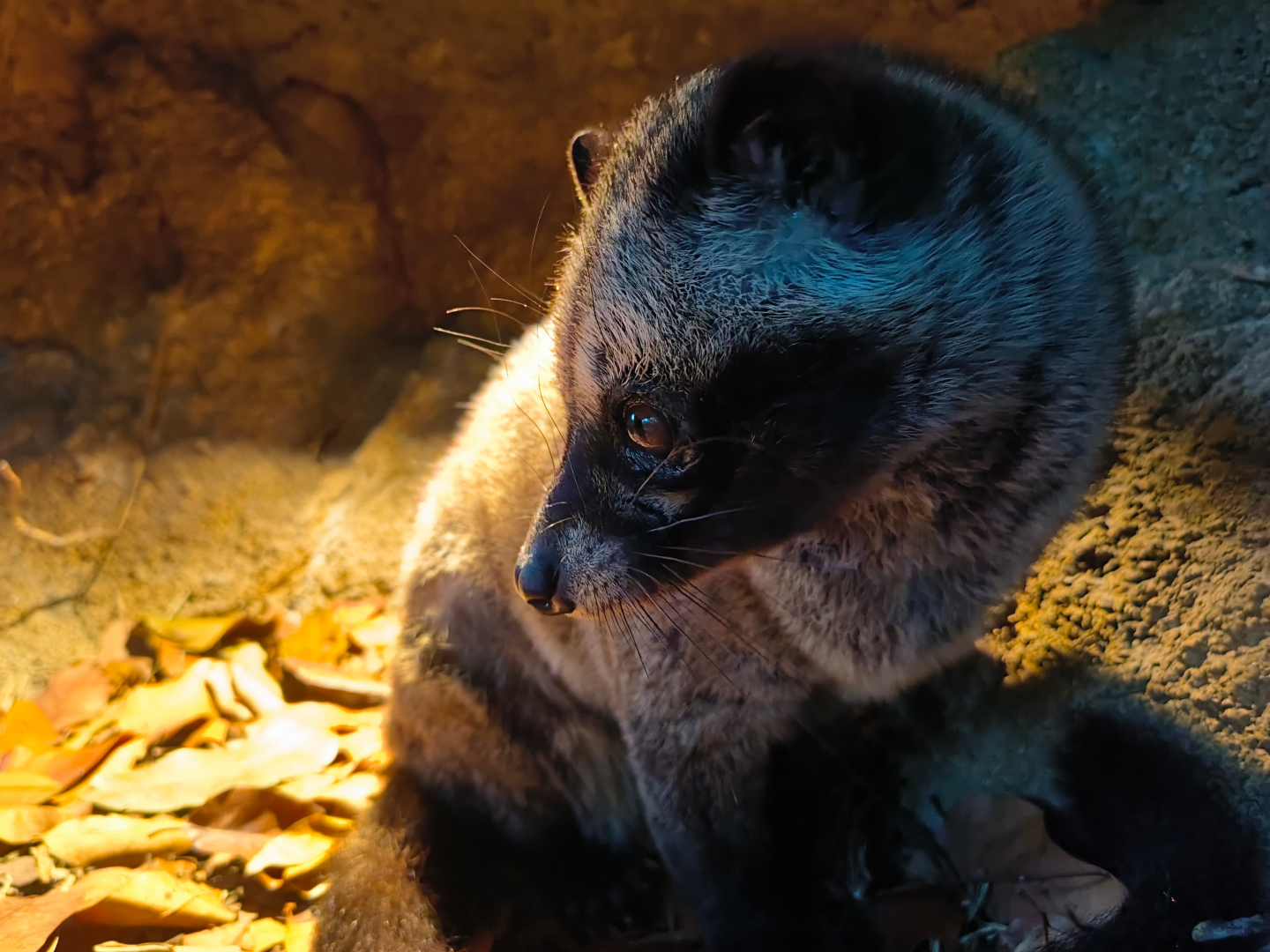 Sumatran Palm Civet (Paradoxurus musangus)