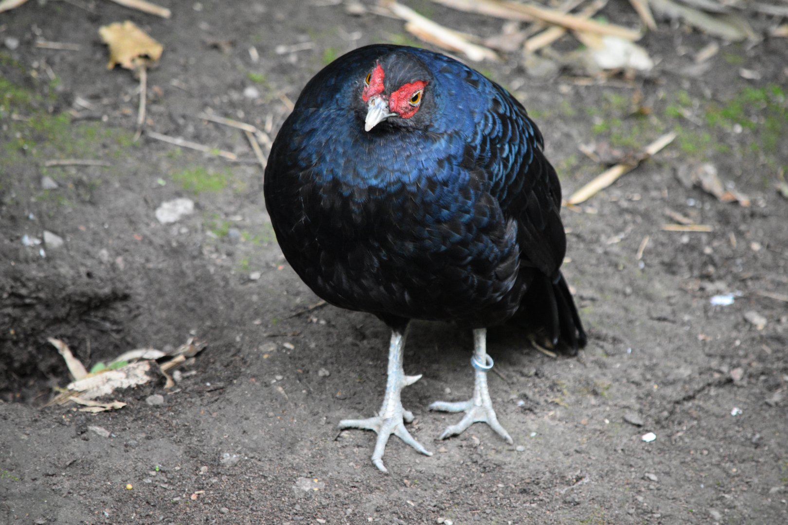 Sumatran pheasant