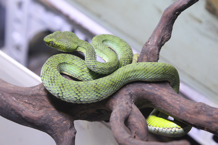 Sumatran pit viper (Trimeresurus sumatranus)