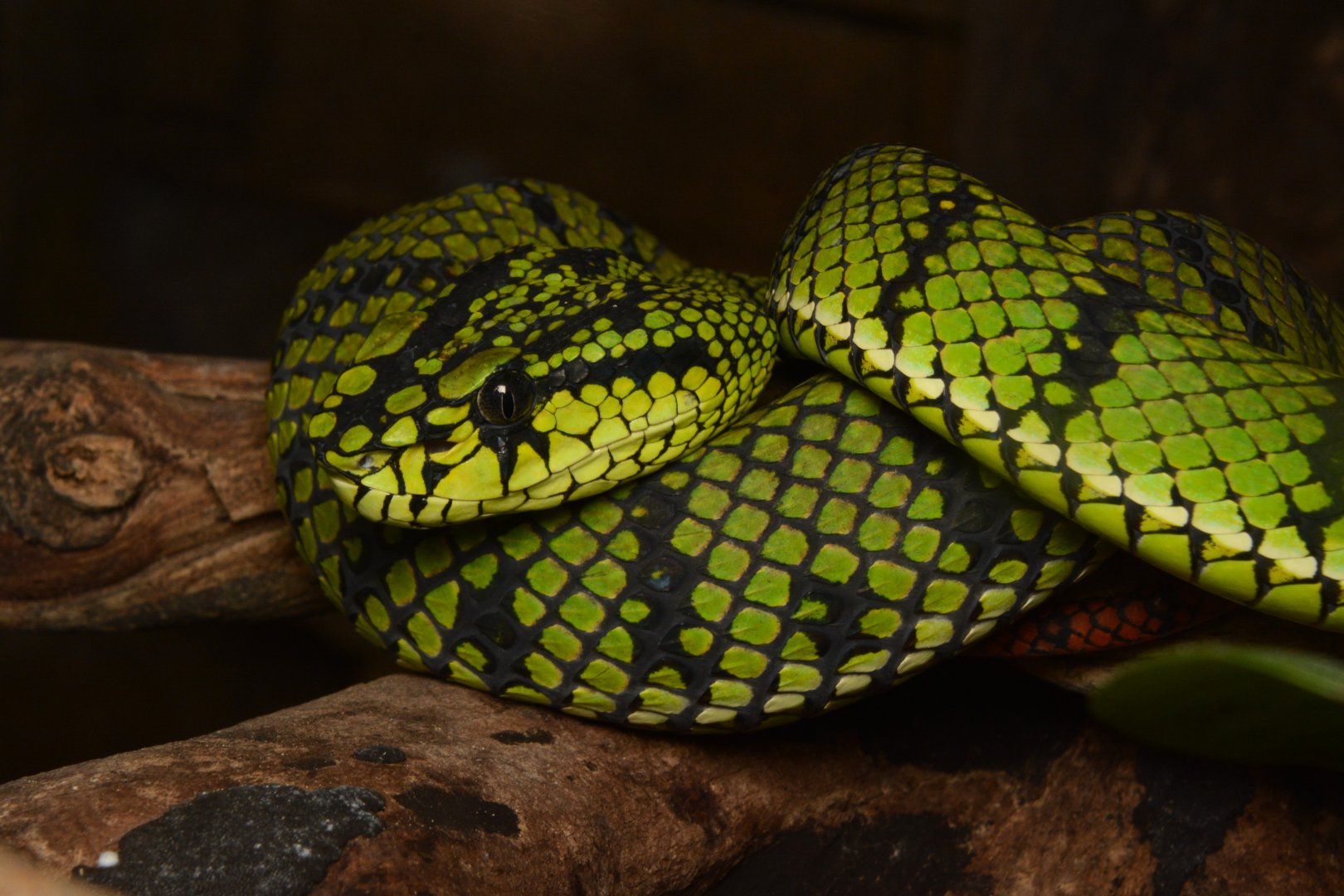 Sumatran pitviper (Trimeresurus sumatranus)