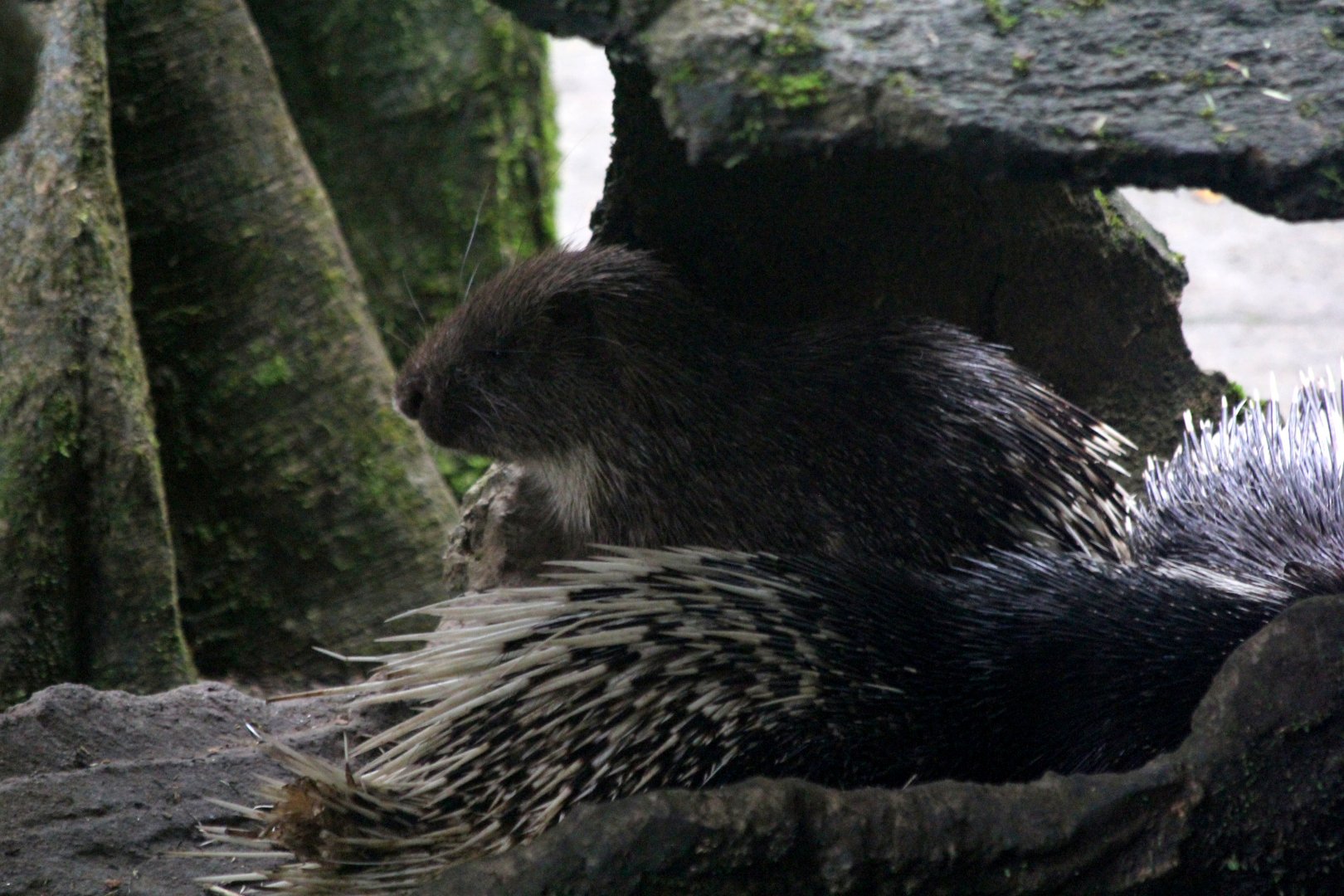 Sumatran porcupine (Hystrix sumatrae) 2018