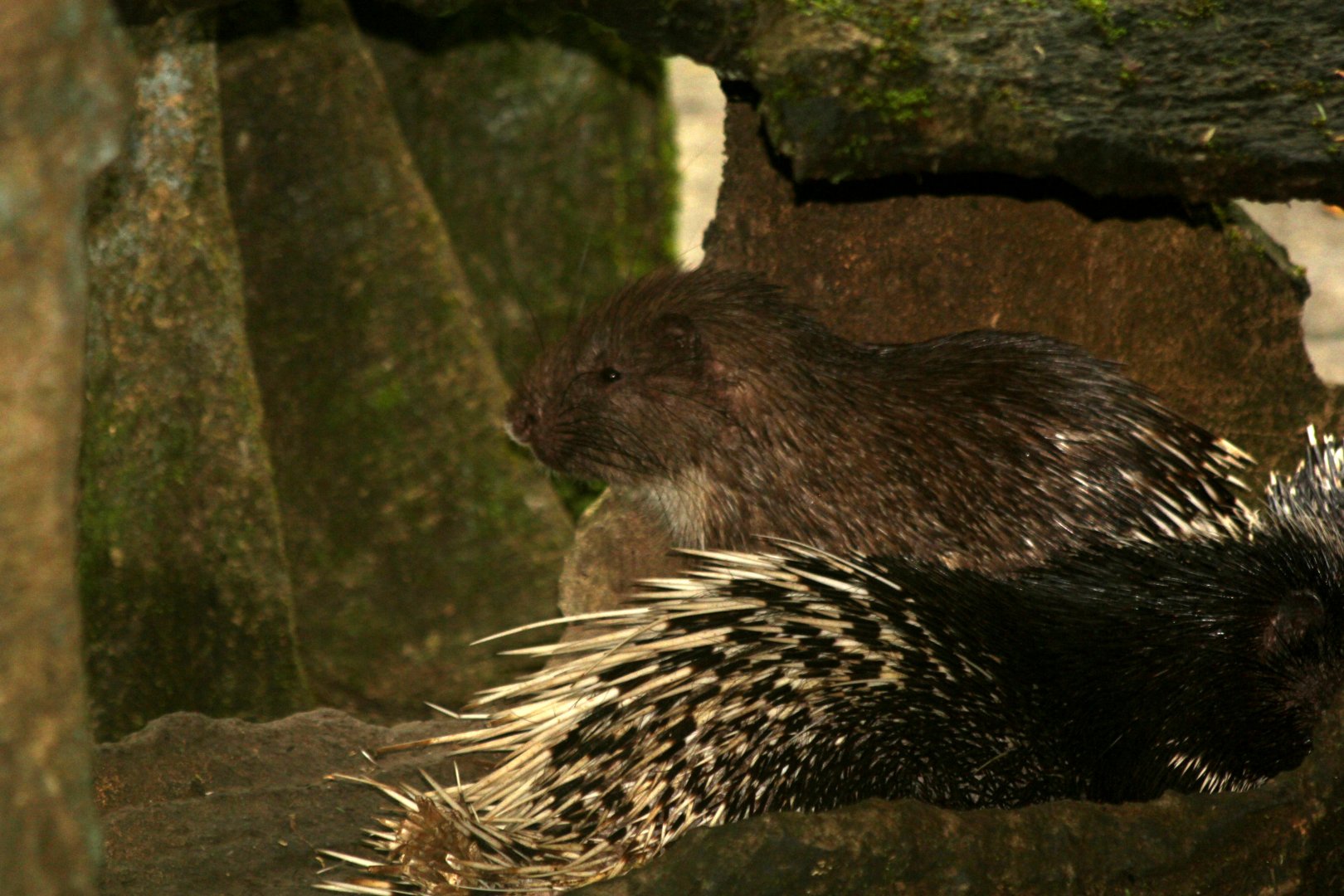 Sumatran porcupine (Hystrix sumatrae) 2018