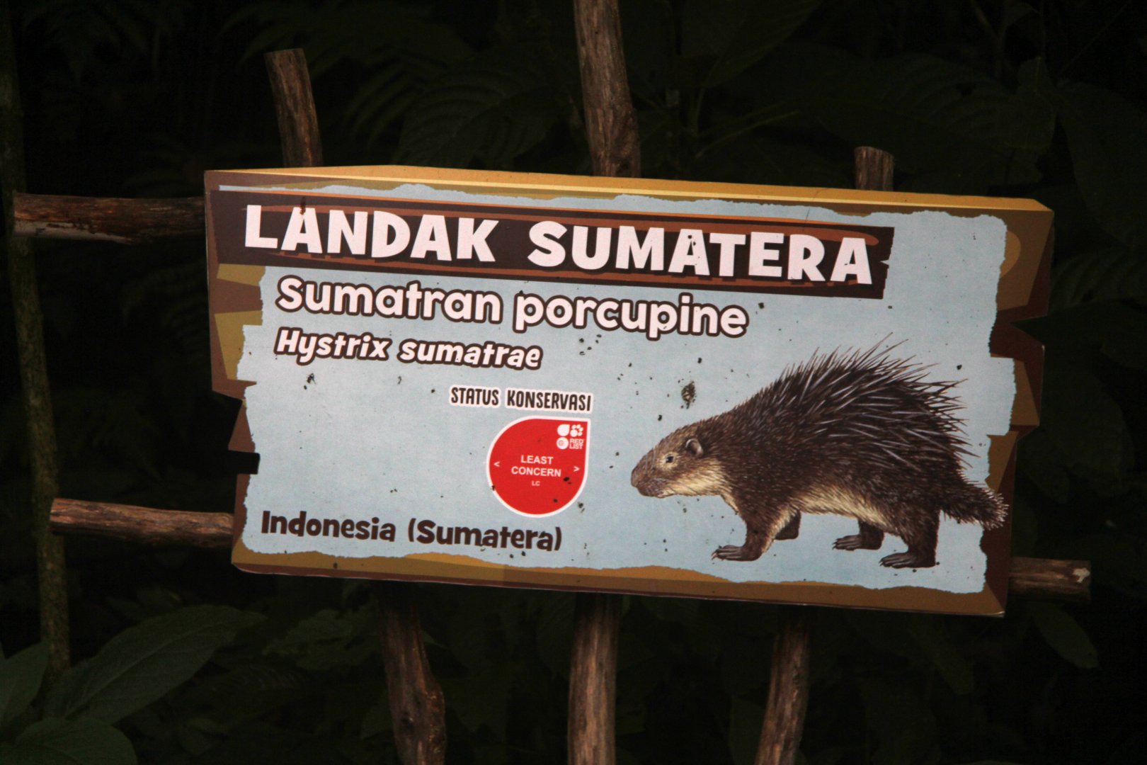 Sumatran porcupine (Hystrix sumatrae) sign 2018