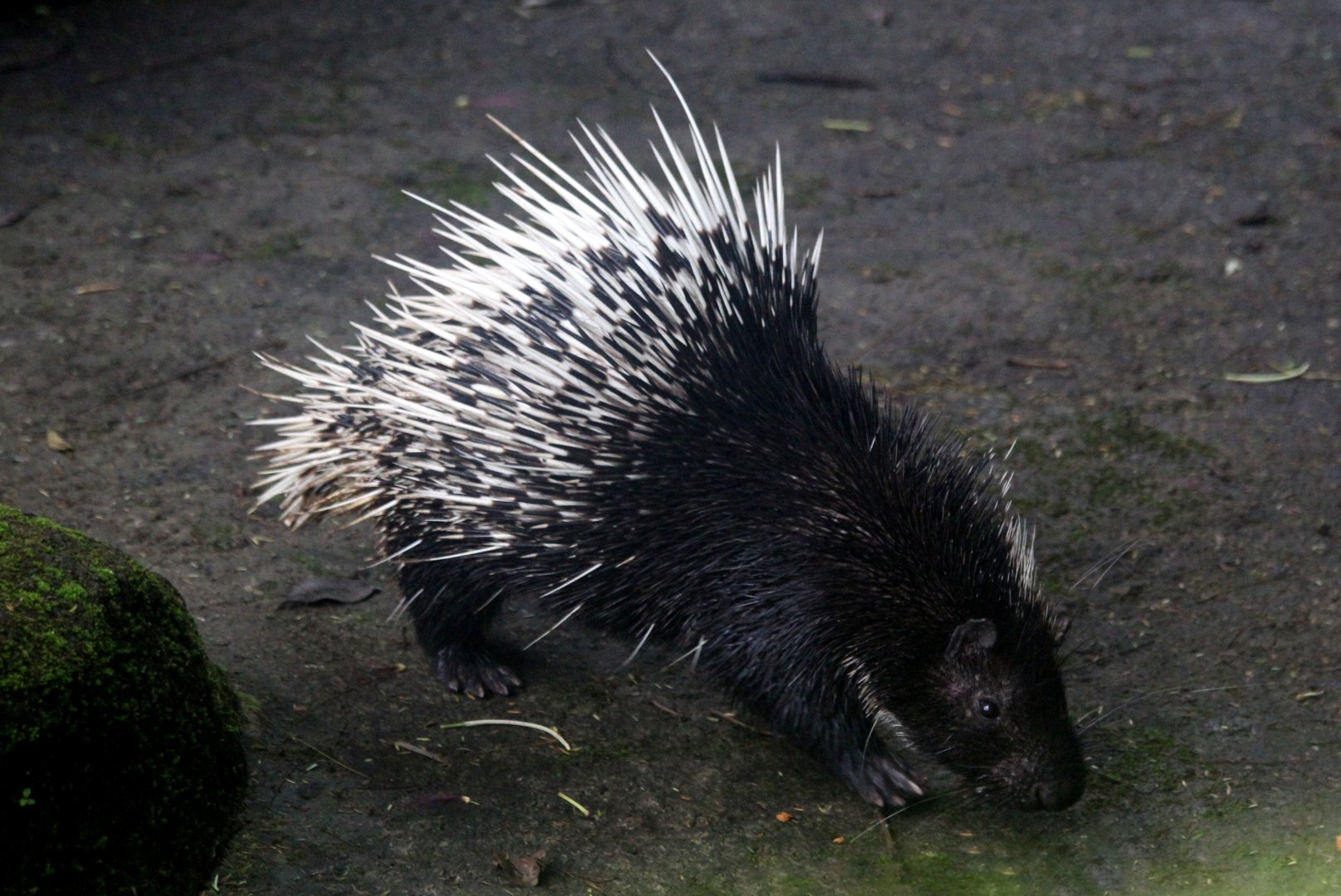 Sumatran porcupine (Hystrix sumatrae)