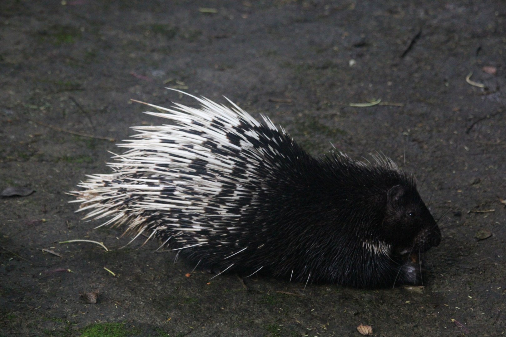 Sumatran porcupine (Hystrix sumatrae)