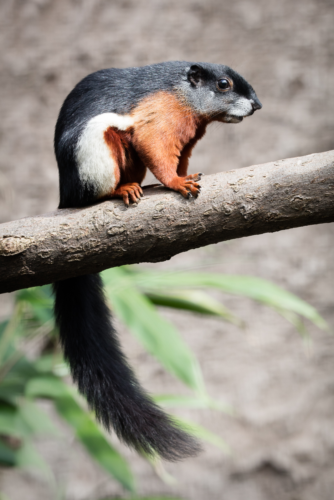 Sumatran Prevostʼs Squirrel - 04/09/2016