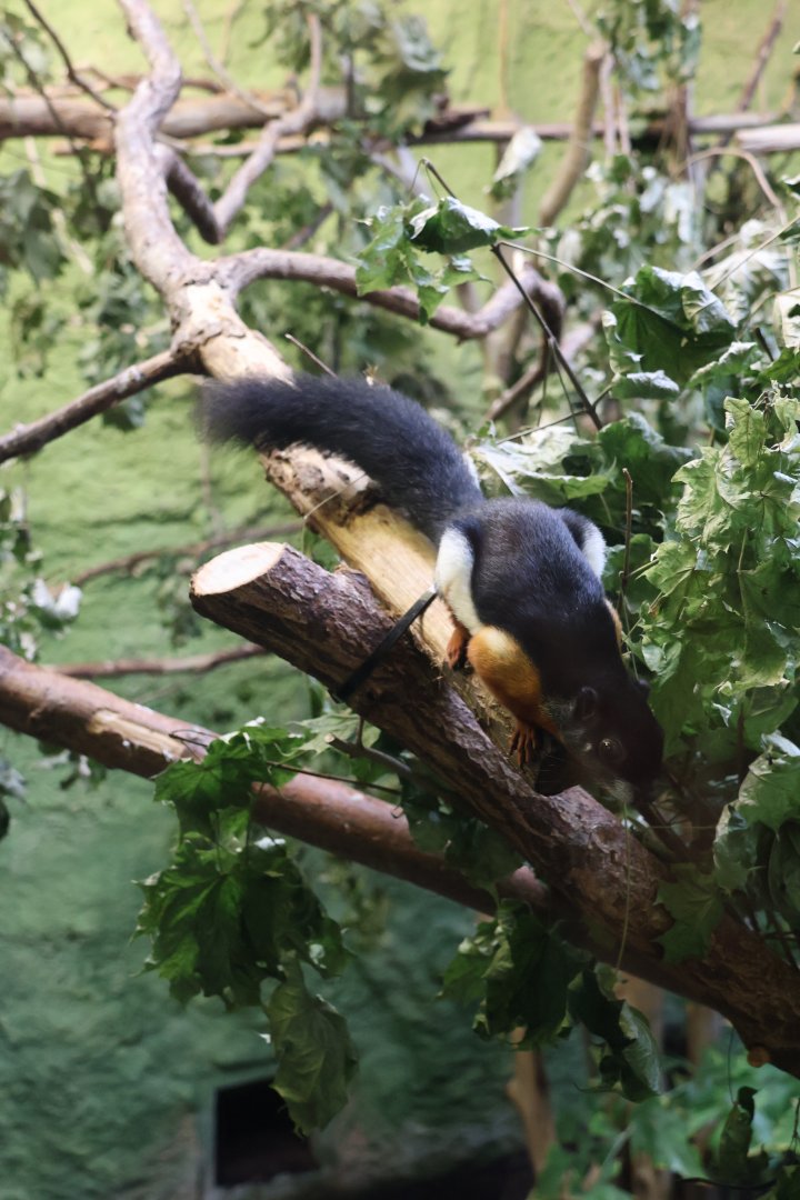Sumatran Prevost' Squirrel (Calloscirius prevostii rafflesi)
