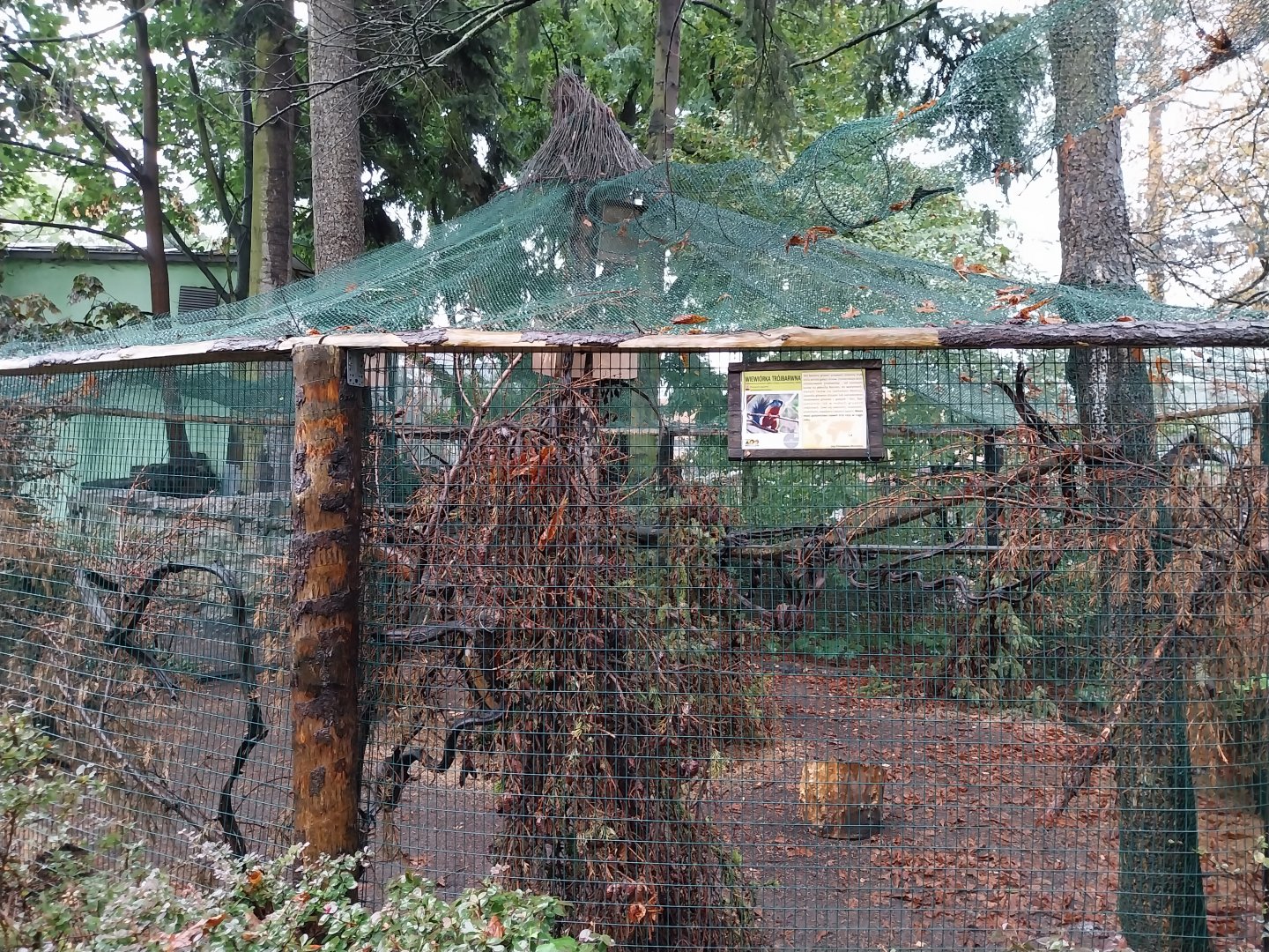 Sumatran Prevost' squirrel enclosure