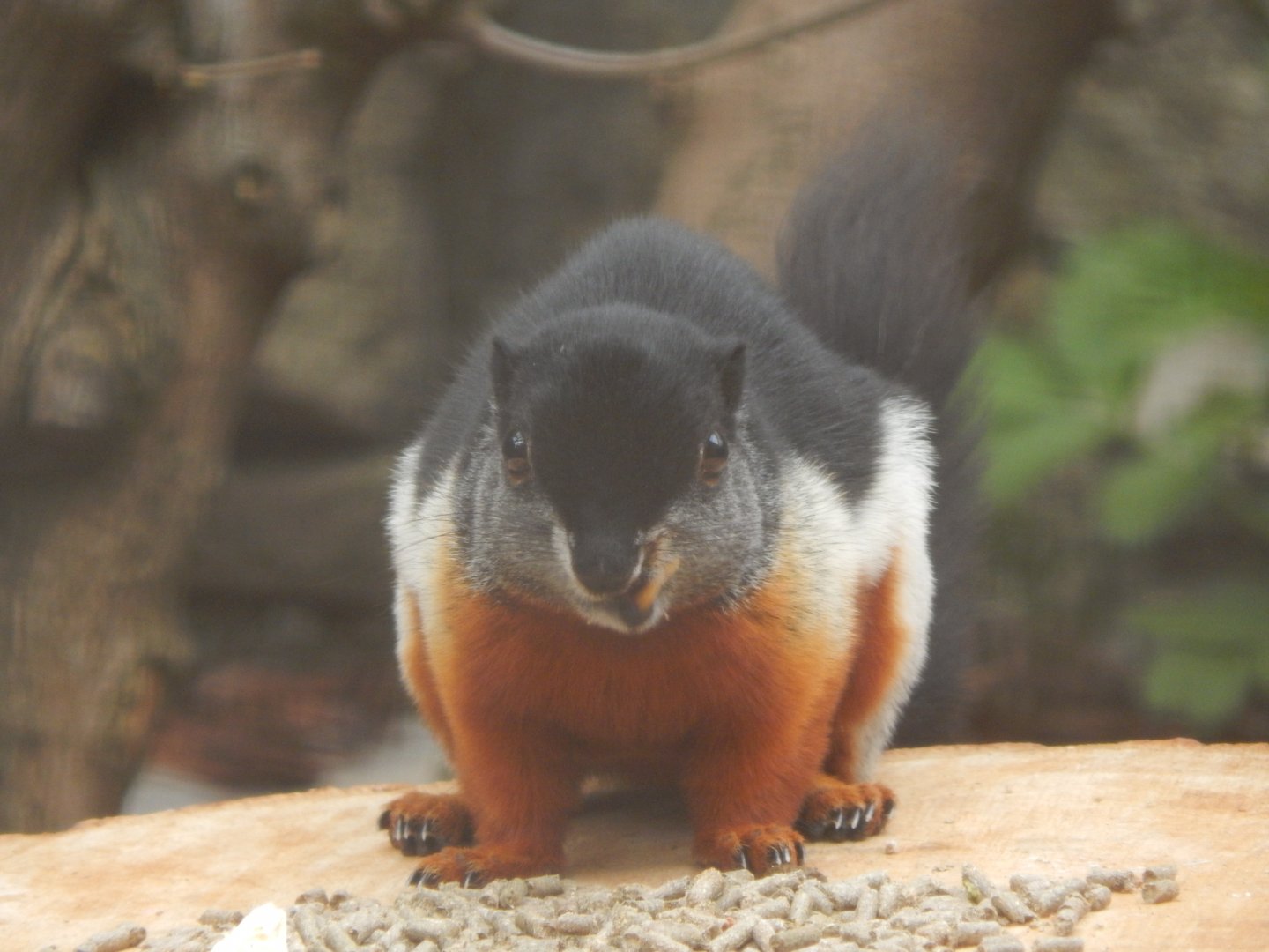 Sumatran Prevosts squirrel 210421