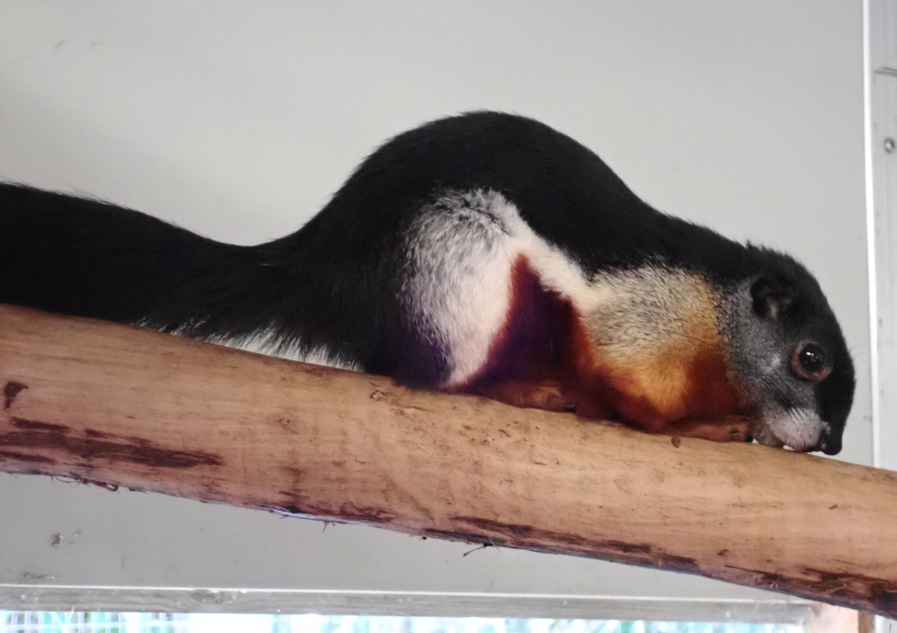 Sumatran Prevost's Squirrel - Callosciurus prevostii rafflesi