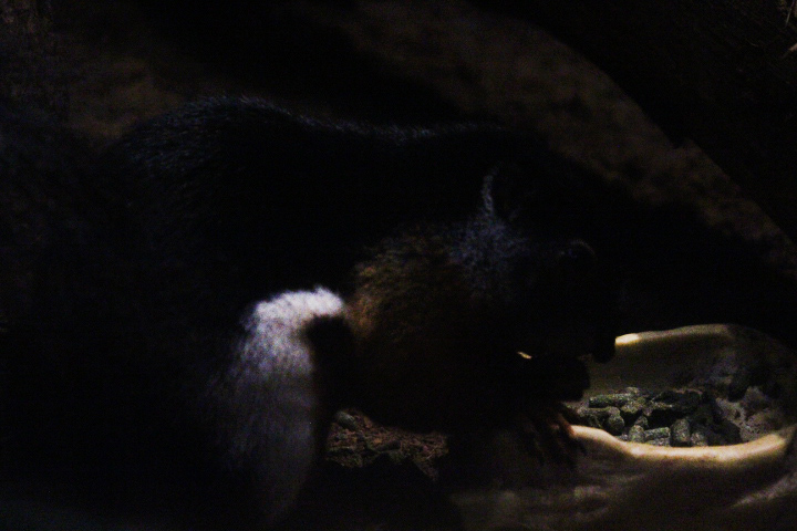 Sumatran Prevost's squirrel (Callosciurus prevostii rafflesi)