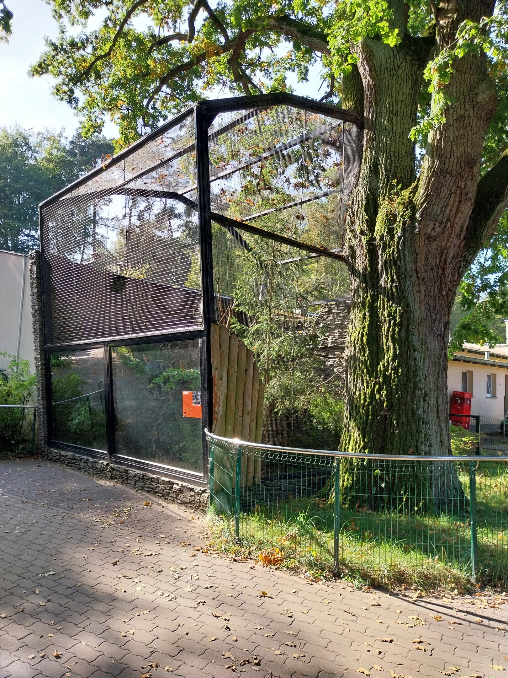 Sumatran Prevost's Squirrel (Callosciurus prevostii rafflesi)