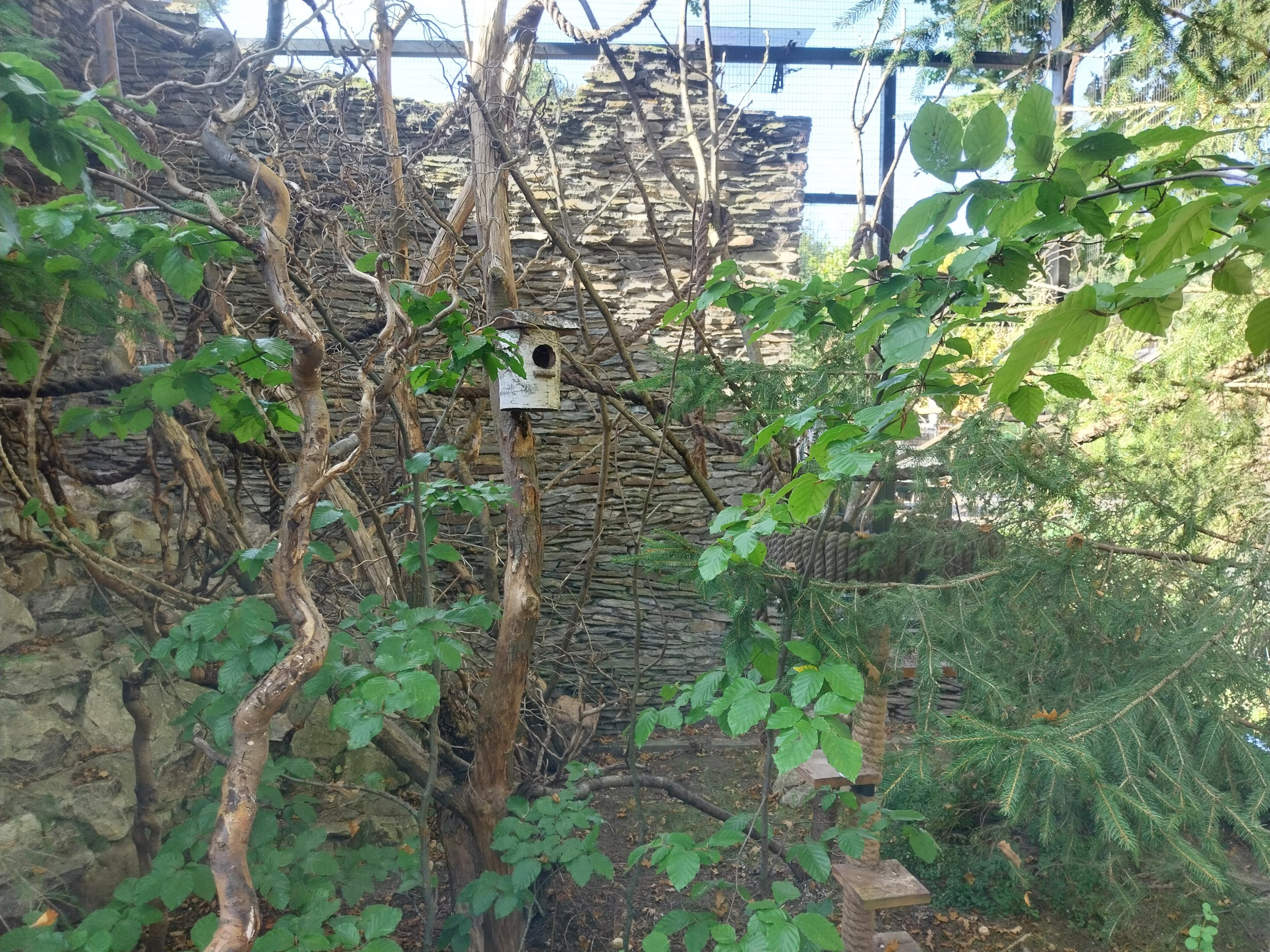 Sumatran Prevost's Squirrel (Callosciurus prevostii rafflesi)