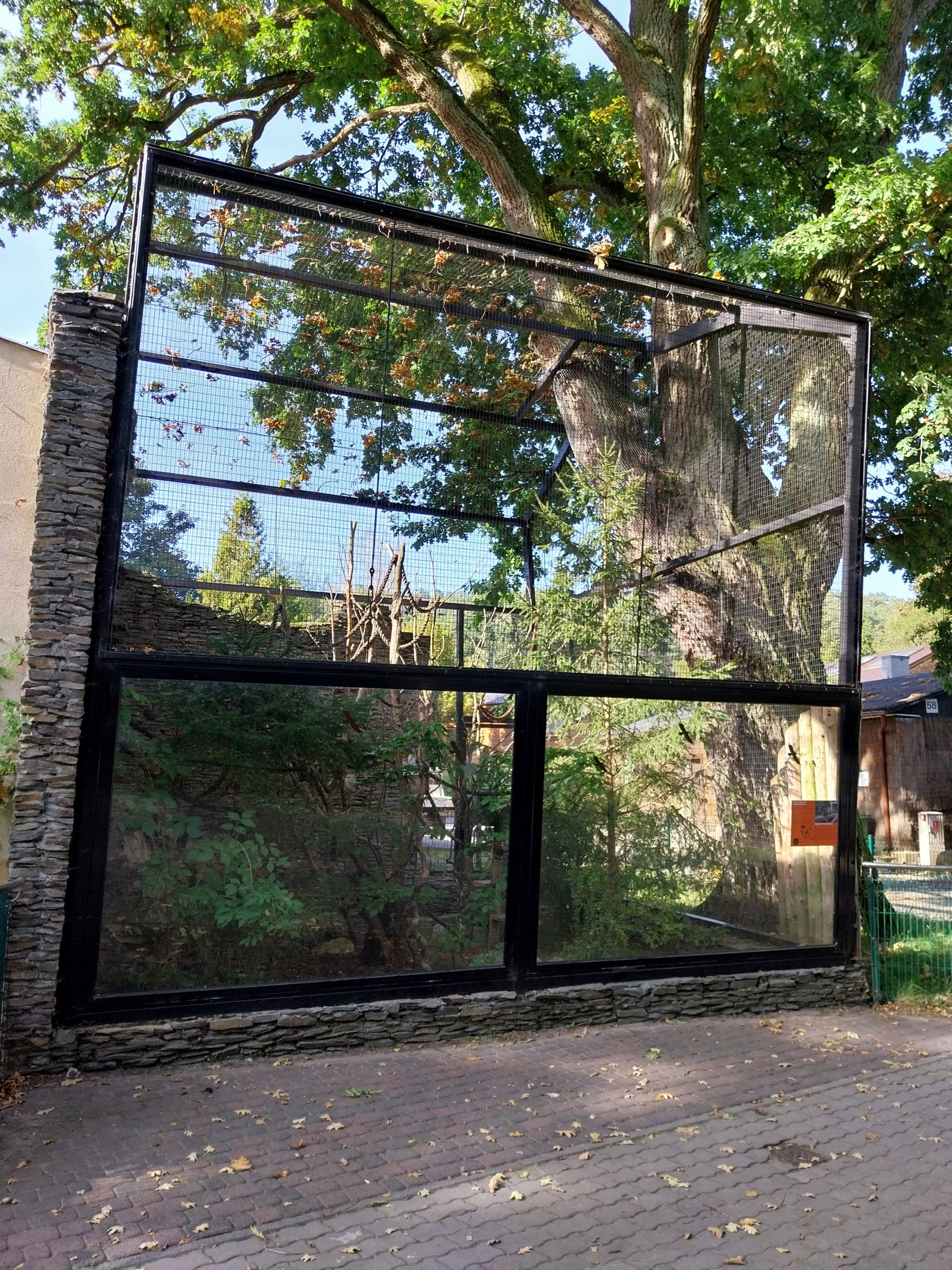 Sumatran Prevost's Squirrel (Callosciurus prevostii rafflesi)