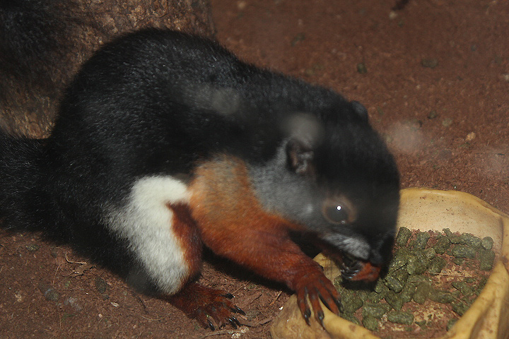 Sumatran Prevost's squirrel (Callosciurus prevostii rafflesi)