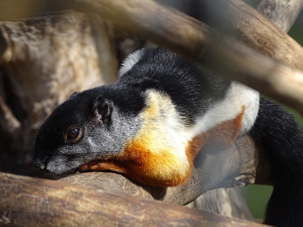 Sumatran Prevost's squirrel (Callosciurus prevostii rafflesi)