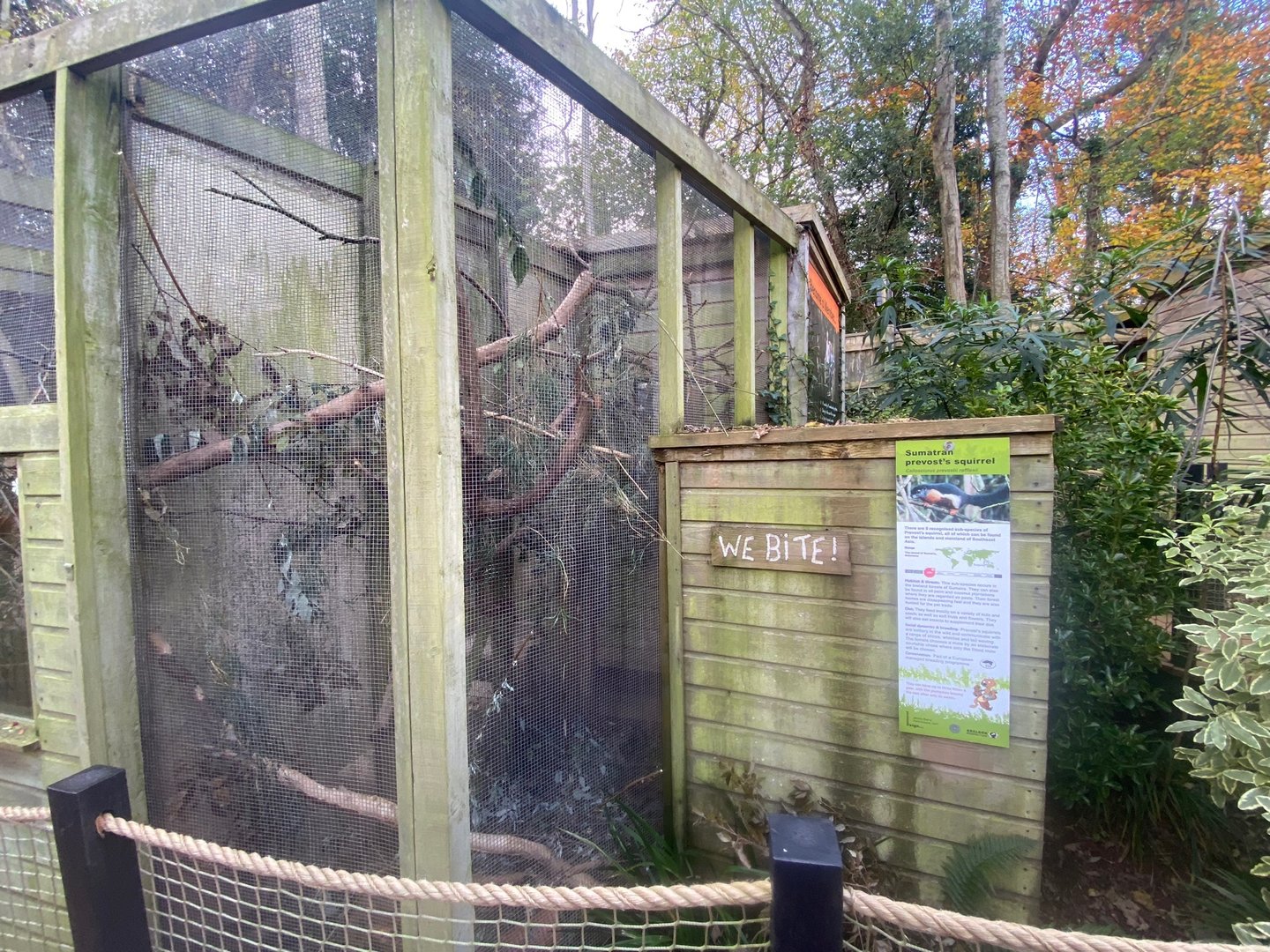 Sumatran prevost’s squirrel enclosure 111222