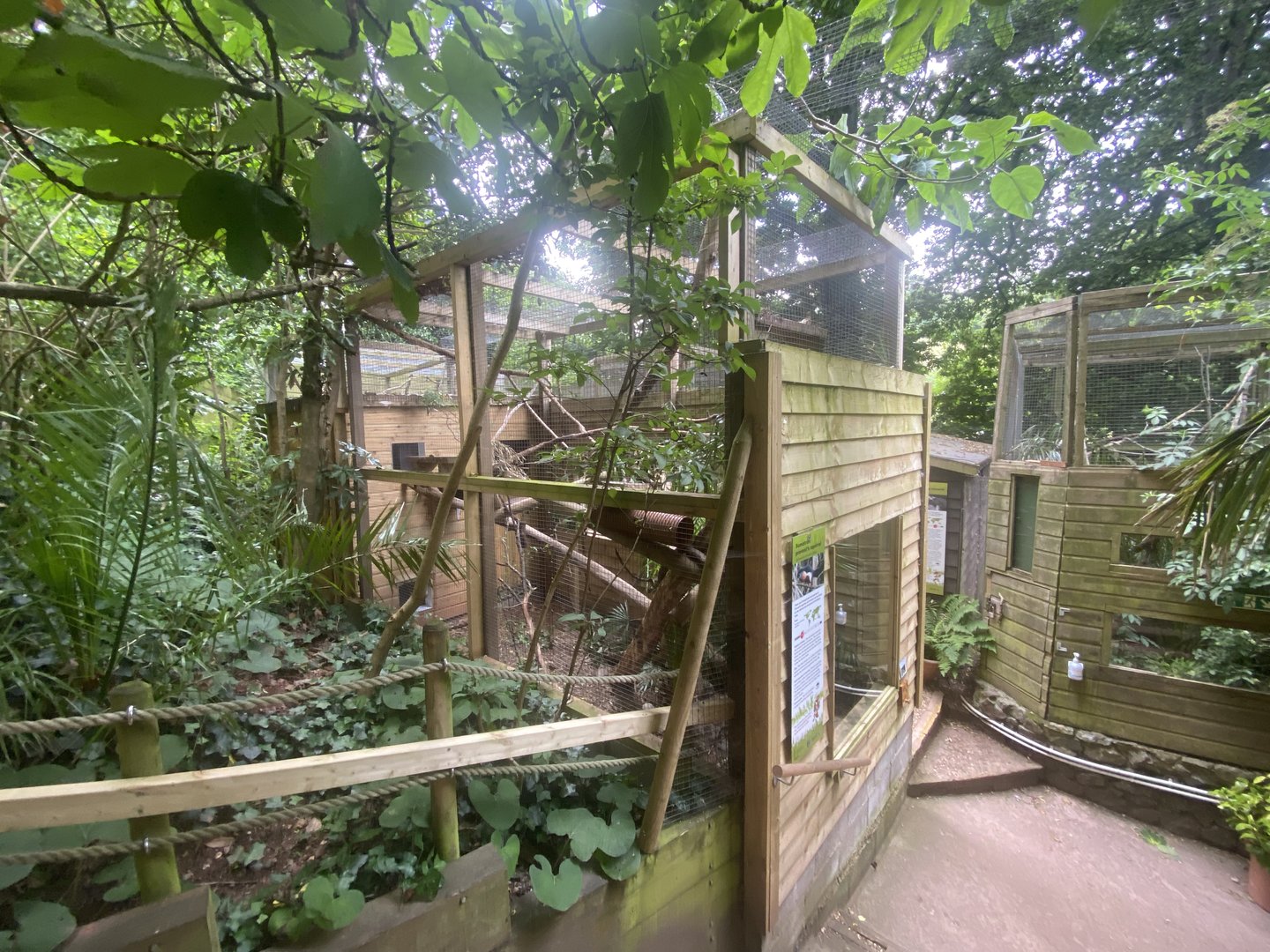 Sumatran prevost’s squirrel enclosure 250623