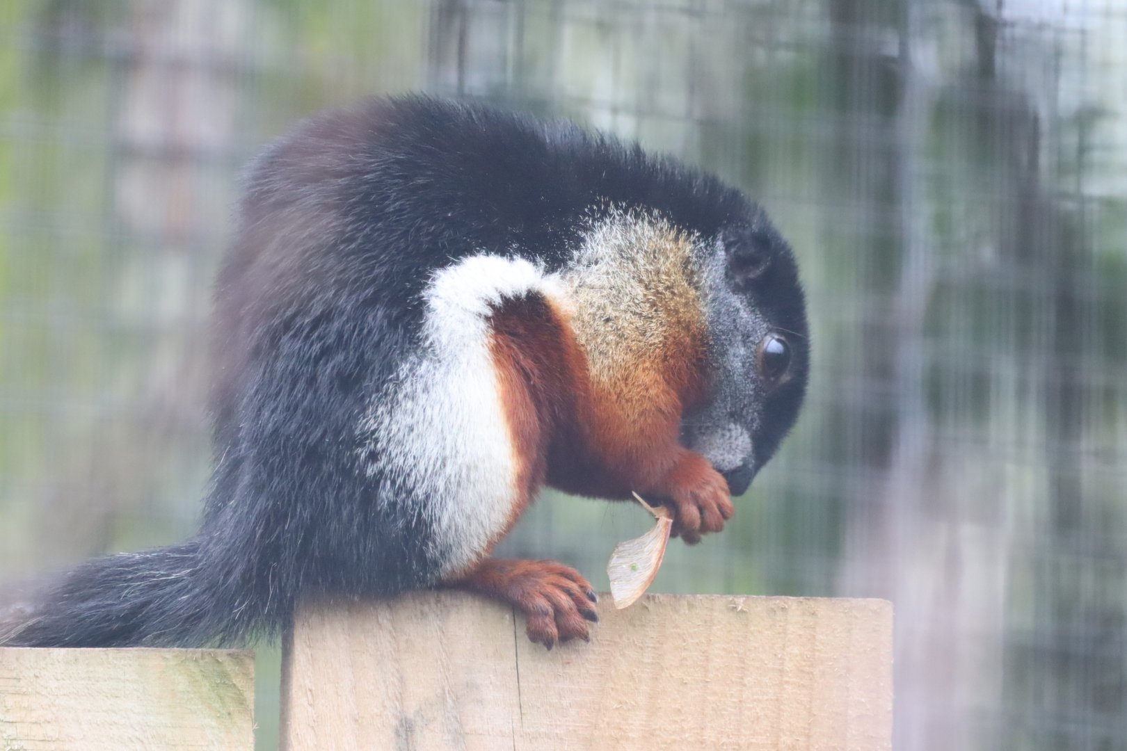 Sumatran Prevost's Squirrel