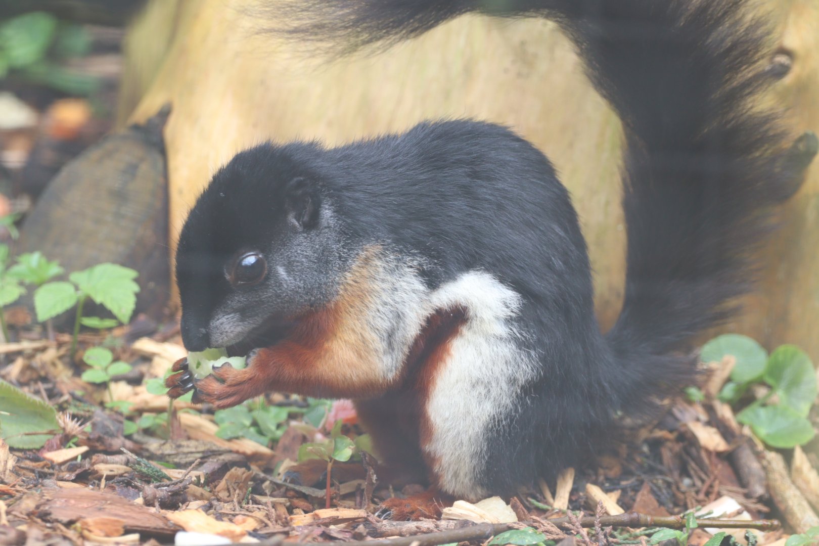 Sumatran Prevost's Squirrel