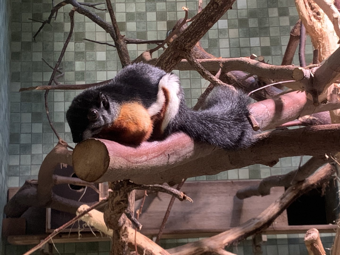 Sumatran Prevost's squirrel