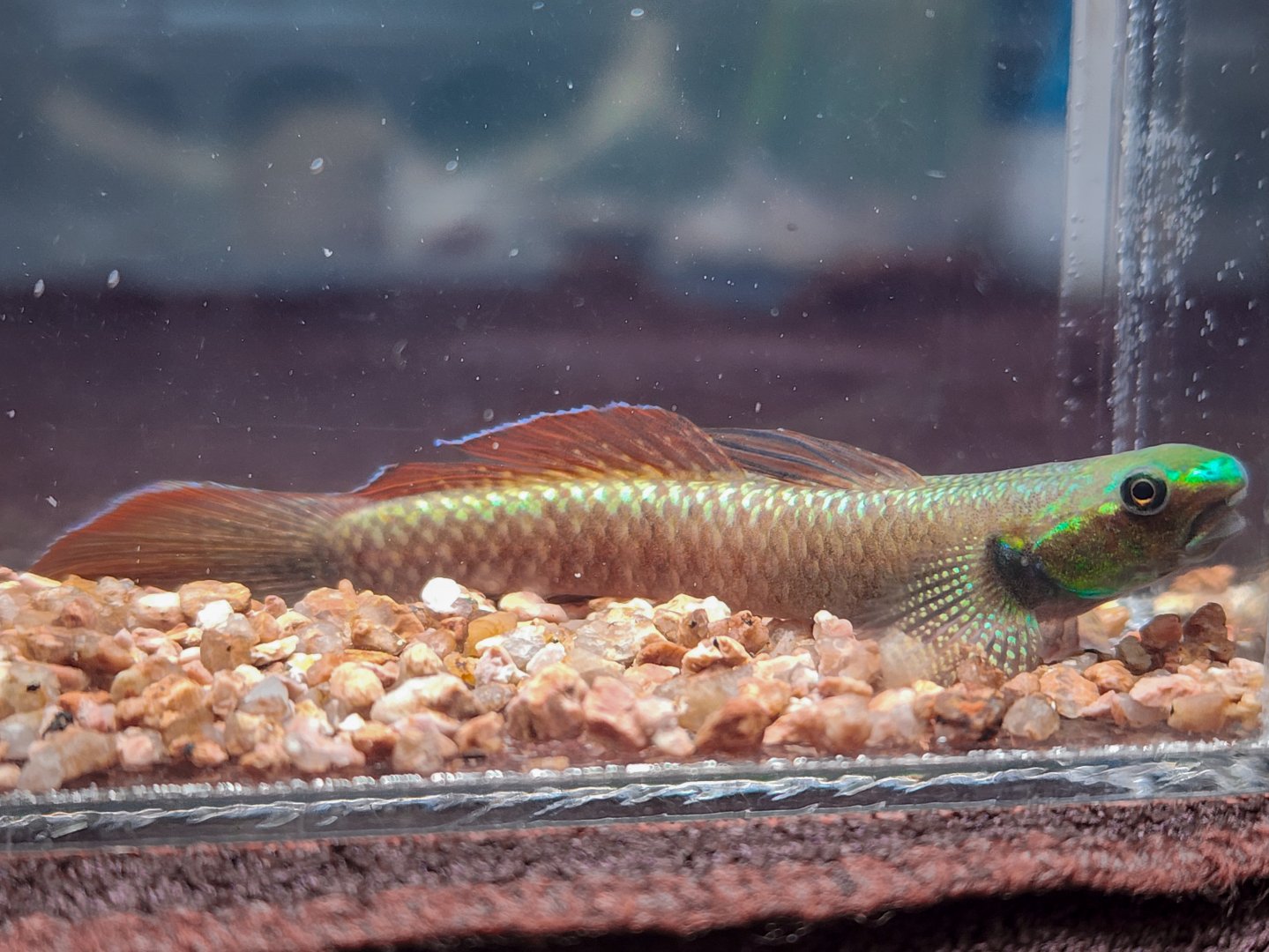 Sumatran Red Rainbow Goby (Stiphodon cf. ornatus)