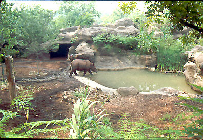 Sumatran Rhino 1989