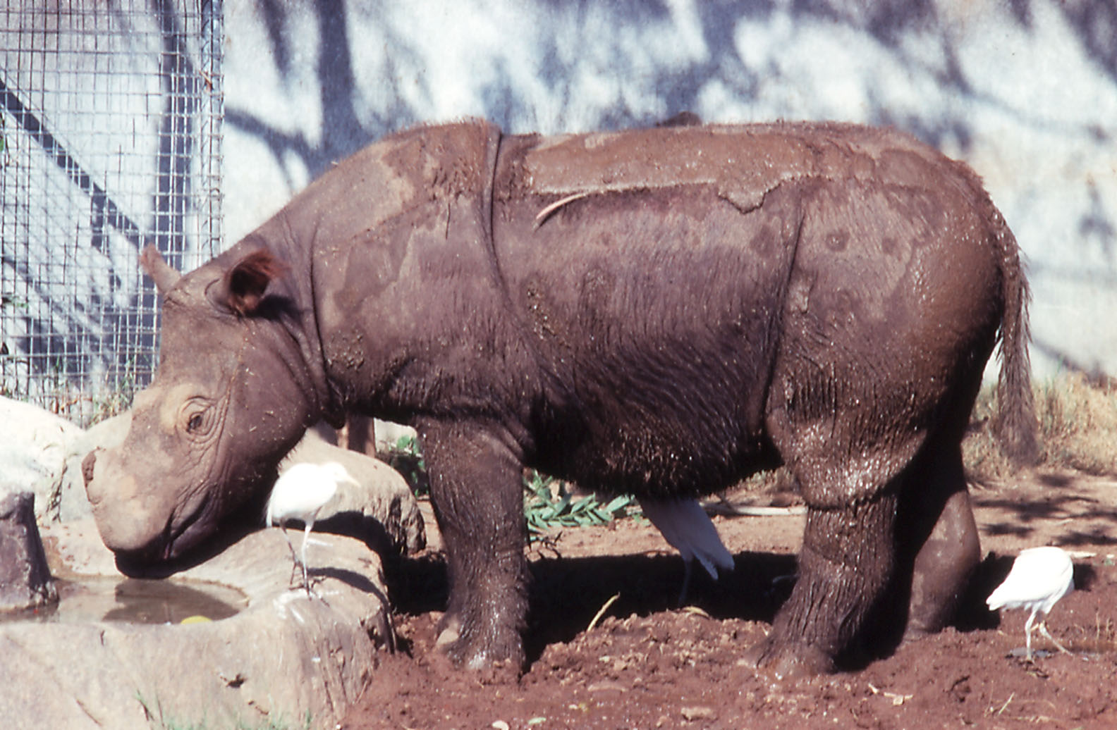 Sumatran Rhino - 1990