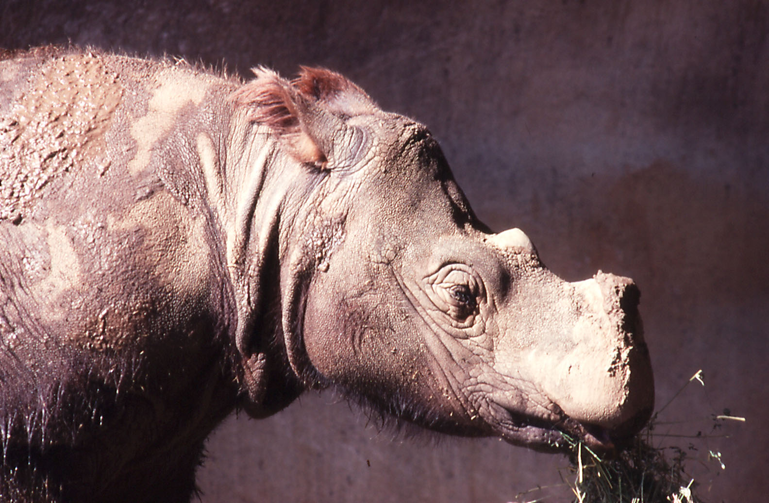 Sumatran Rhino - 1990
