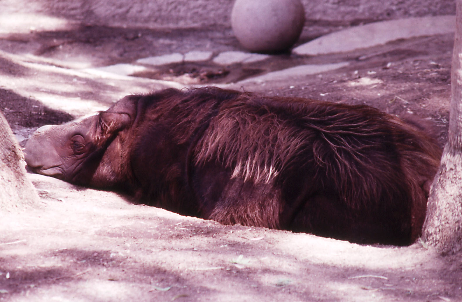 Sumatran Rhino - 1992