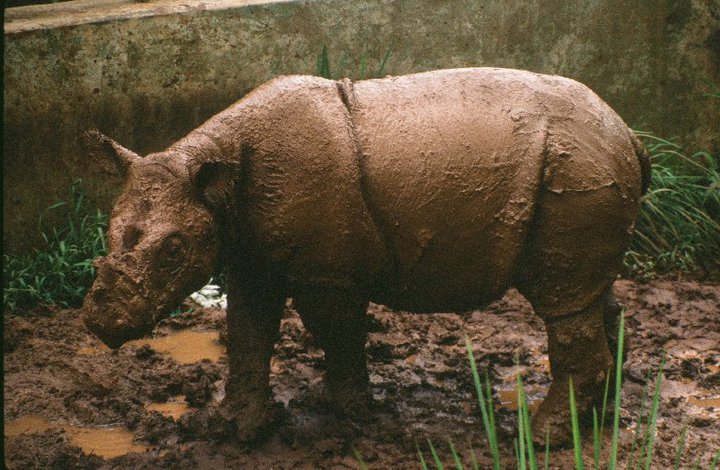 Sumatran Rhino 90's