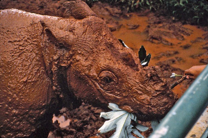 Sumatran Rhino 90's