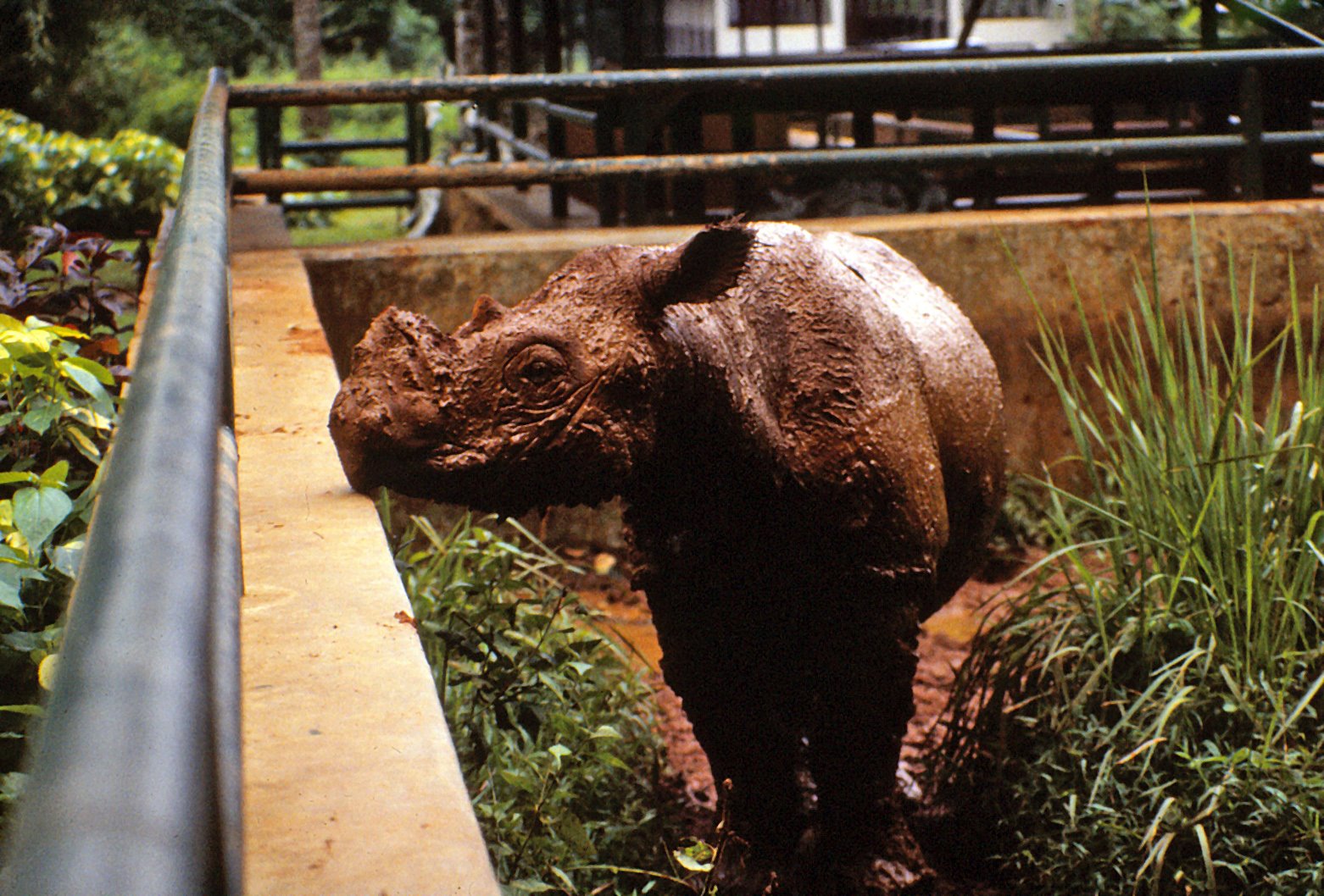 Sumatran Rhino 90's