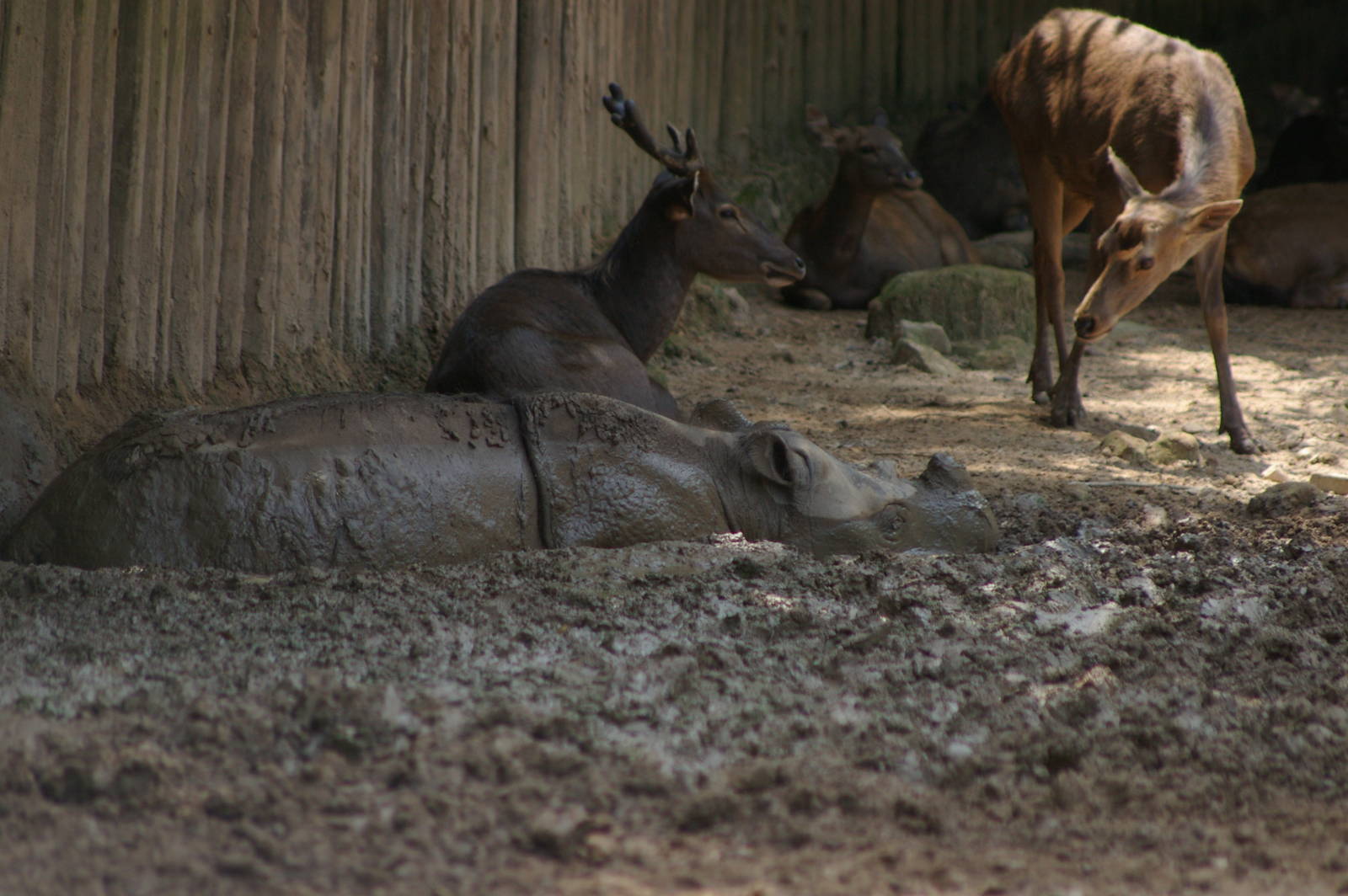Sumatran rhino and sambar