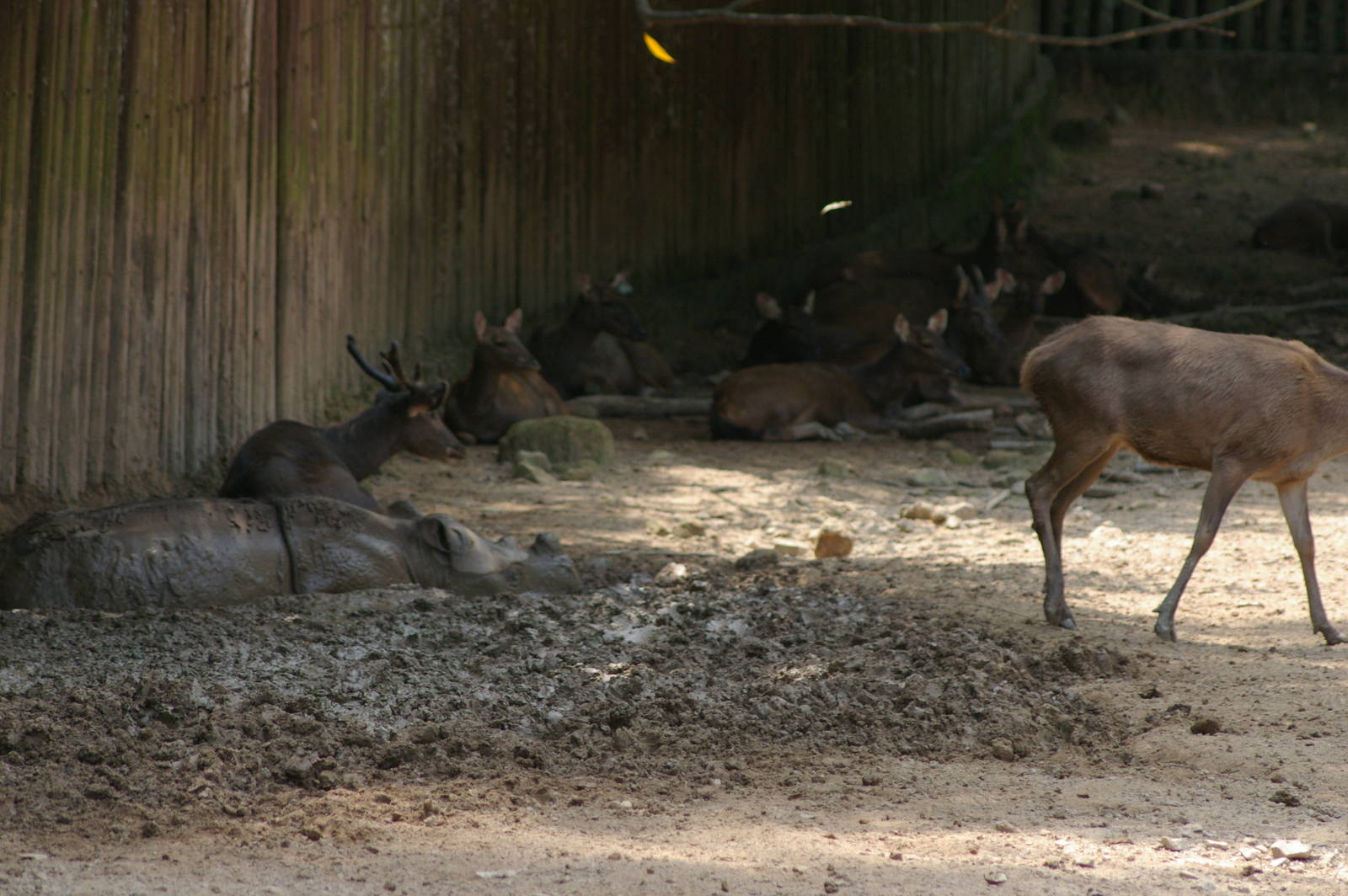 Sumatran rhino and sambar