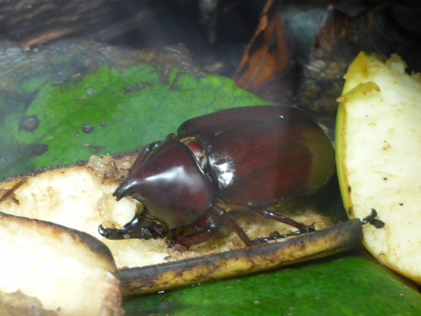Sumatran Rhino Beetle