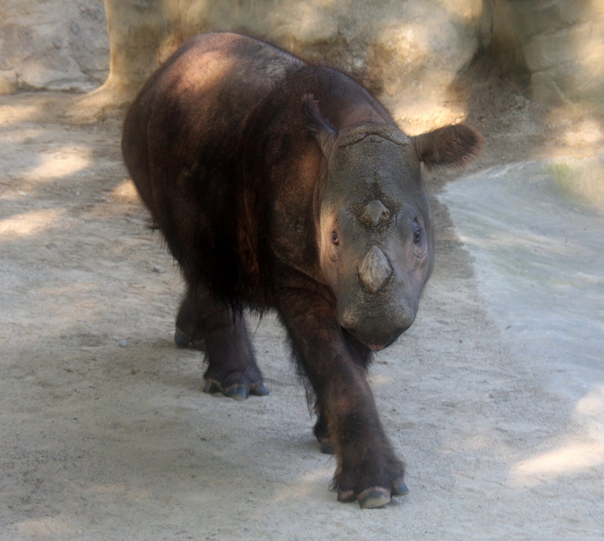 Sumatran rhino (Dicerorhinus sumatrensis)