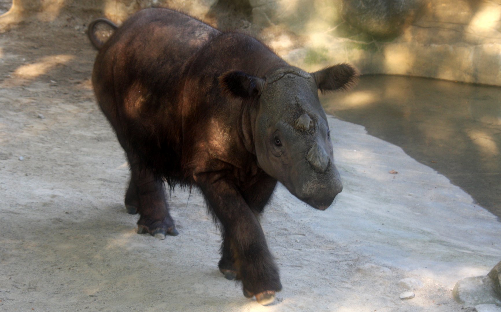 Sumatran rhino (Dicerorhinus sumatrensis)