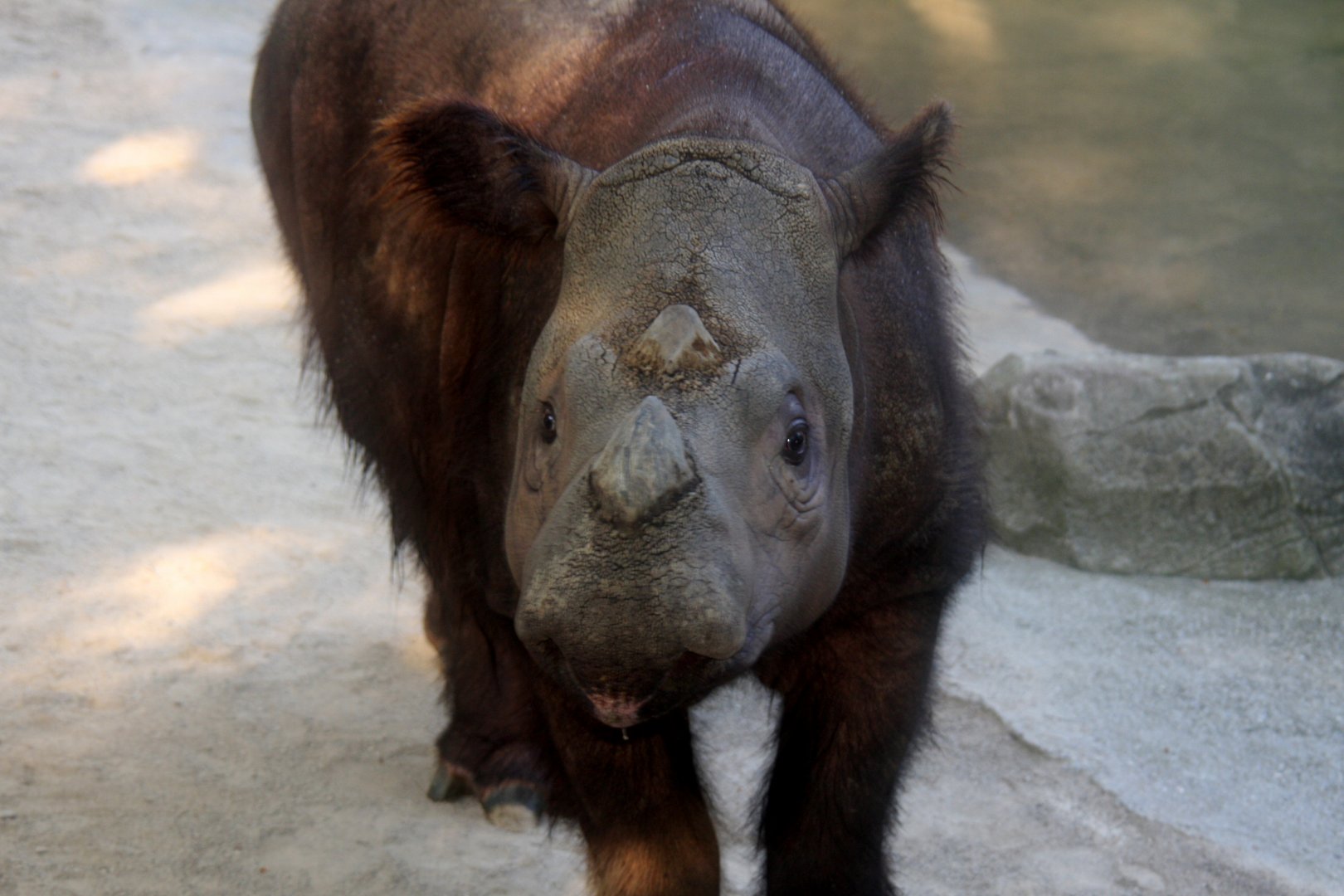 Sumatran rhino (Dicerorhinus sumatrensis)