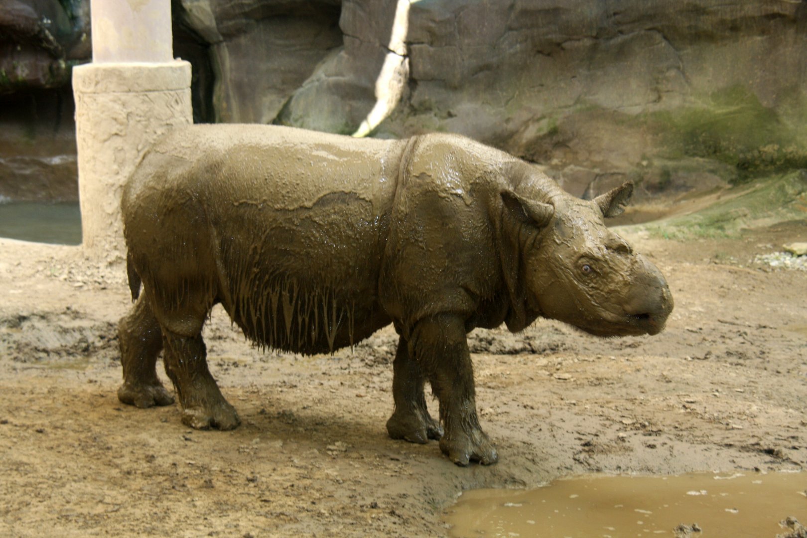 Sumatran rhino (Dicerorhinus sumatrensis)