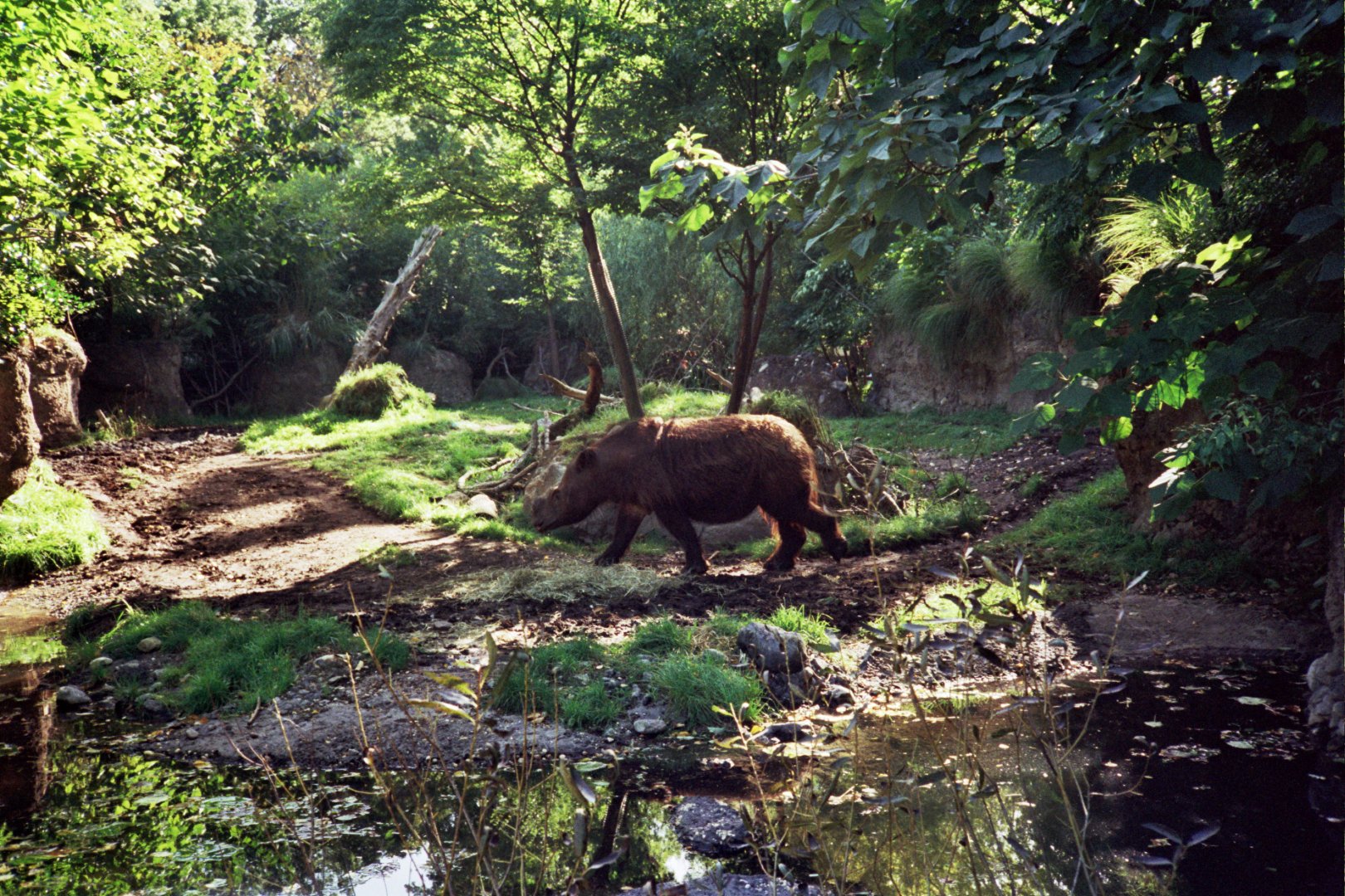 Sumatran rhino (Dicerorhinus sumatrensis)