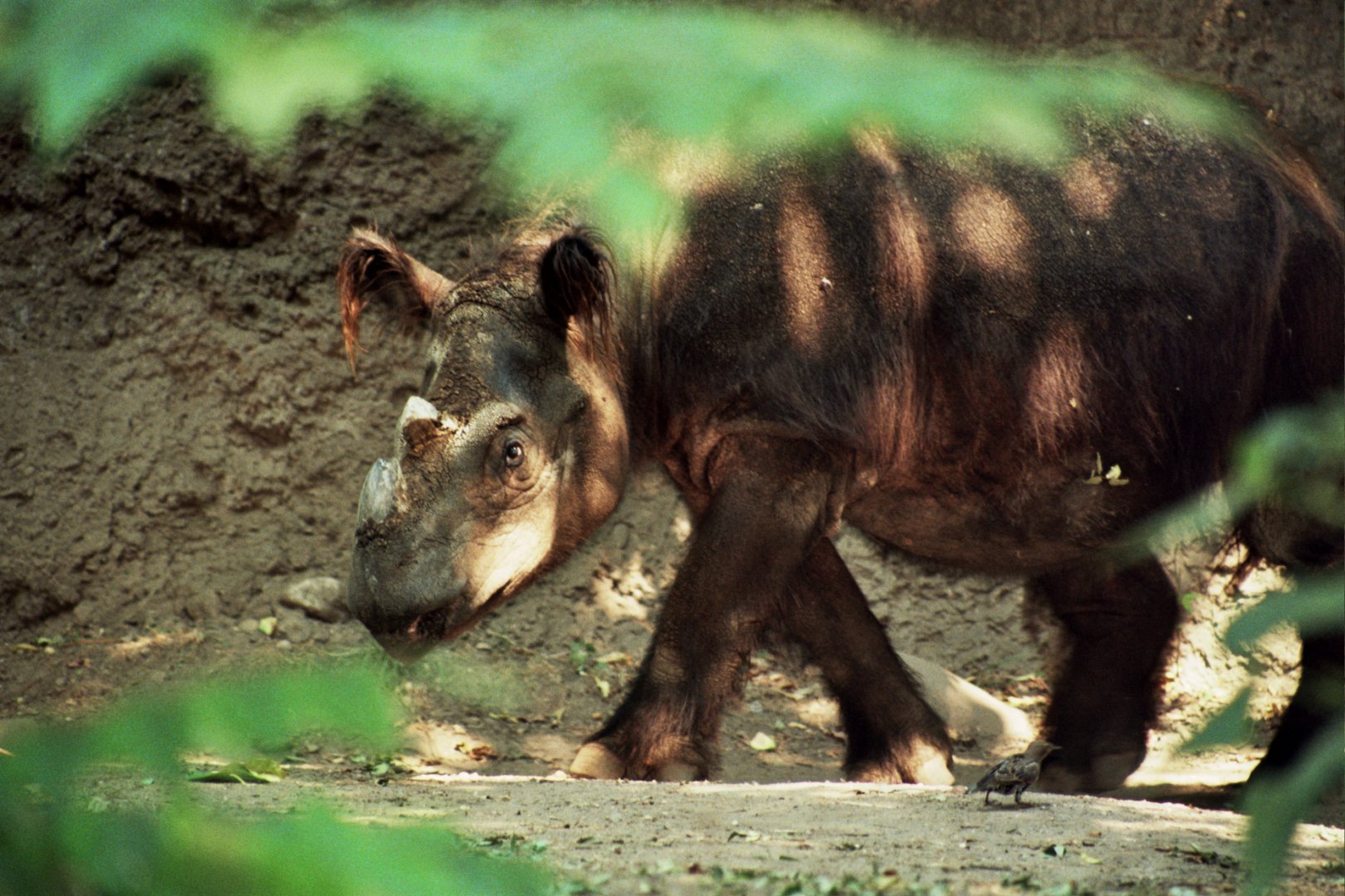 Sumatran rhino (Dicerorhinus sumatrensis)